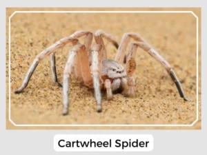 Cartwheel Spider Image