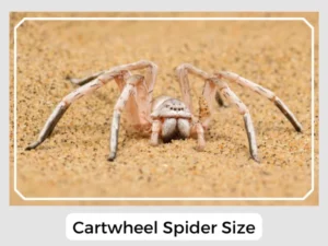 Cartwheel Spider Size