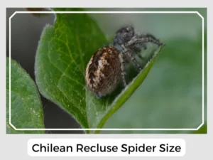 Chilean Recluse Spider Size