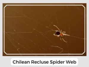 Chilean Recluse Spider Web