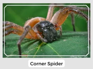 Corner Spider