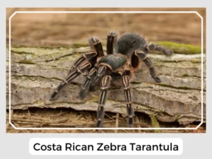 Costa Rican Zebra Tarantula