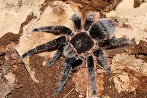 Curly Hair Tarantula Habitat