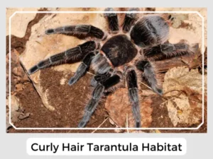 Curly Hair Tarantula Habitat