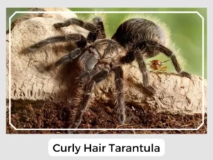 Curly Hair Tarantula Image