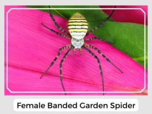 Female Banded Garden Spider