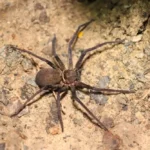 Giant Cane Spider
