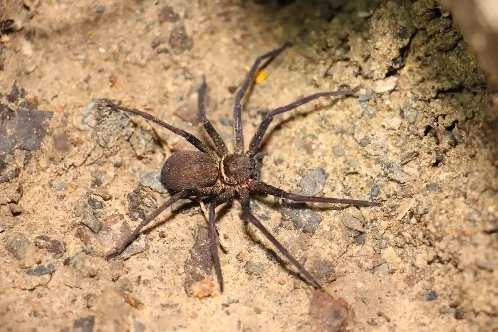 Giant Cane Spider