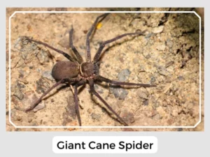 Giant Cane Spider