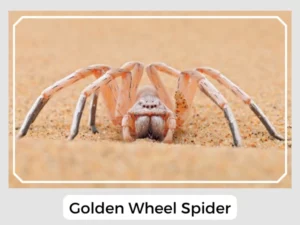 Golden Wheel Spider