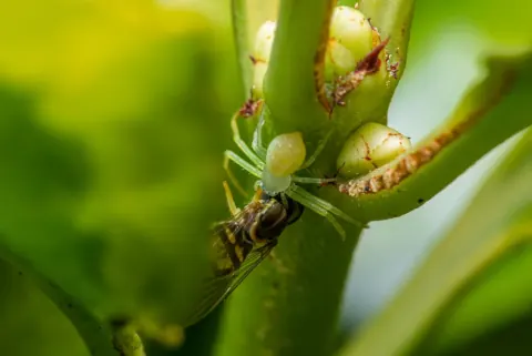 Green Crab Spider