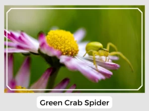 Green Crab Spider Picture