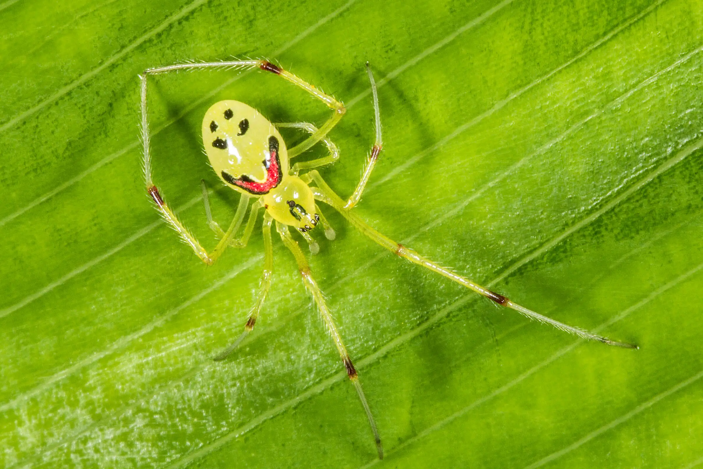 Happy Face Spider