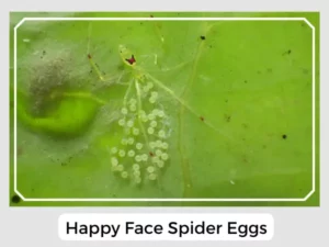 Happy Face Spider Eggs