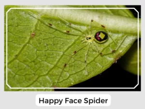 Happy Face Spider Image