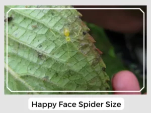 Happy Face Spider Size