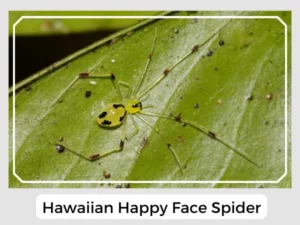 Hawaiian Happy Face Spider