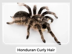 Honduran Curly Hair