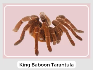 King Baboon Tarantula