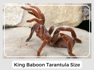King Baboon Tarantula Size