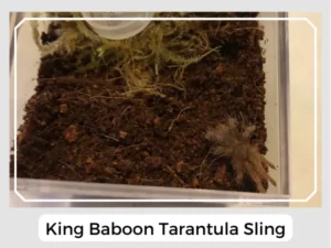 King Baboon Tarantula Sling