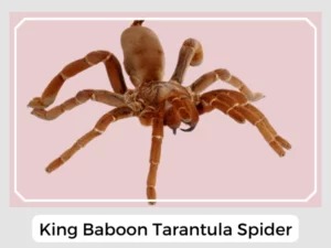 King Baboon Tarantula Spider