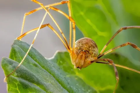 Long Bodied Cellar Spider