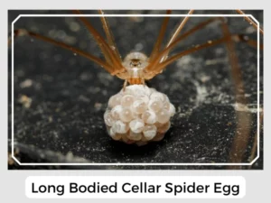 Long Bodied Cellar Spider Egg