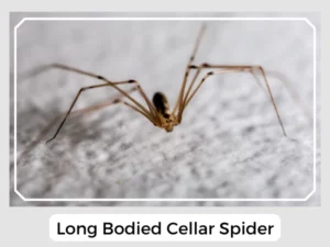 Long Bodied Cellar Spider Picture