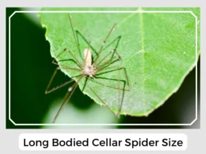 Long Bodied Cellar Spider Size