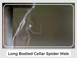 Long Bodied Cellar Spider Web