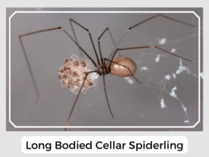Long Bodied Cellar Spiderling