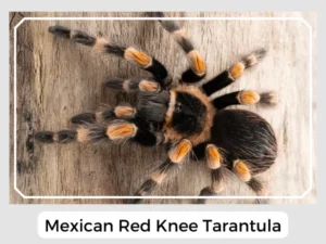 Mexican Red Knee Tarantula