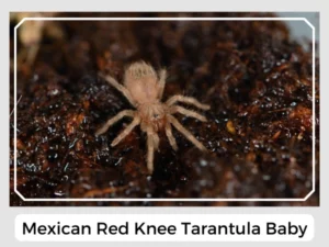Mexican Red Knee Tarantula Baby