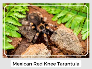 Mexican Red Knee Tarantula Image