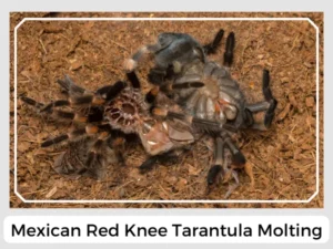 Mexican Red Knee Tarantula Molting