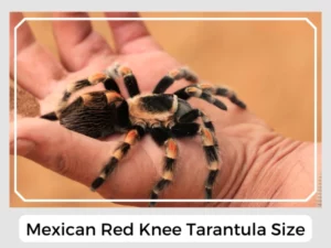 Mexican Red Knee Tarantula Size