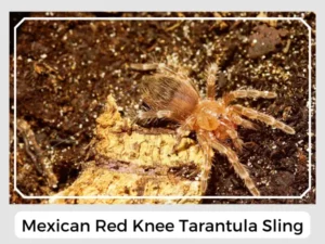 Mexican Red Knee Tarantula Sling