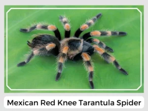 Mexican Red Knee Tarantula Spider