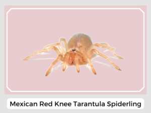 Mexican Red Knee Tarantula Spiderling