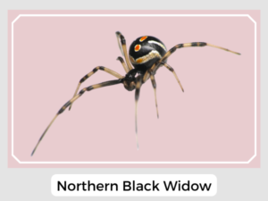 Northern Black Widow
