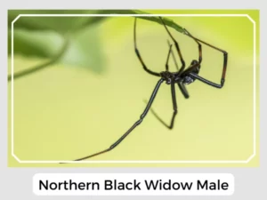 Northern Black Widow Male