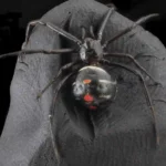Northern Black Widow Spider Size