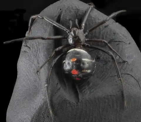 Northern Black Widow Spider Size