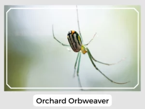Orchard Orbweaver