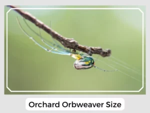 Orchard Orbweaver Size