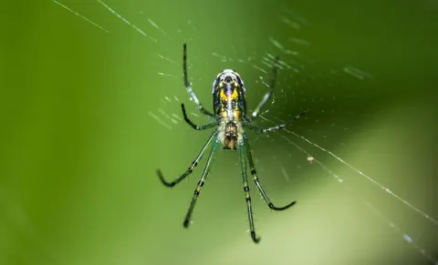 Orchard Orbweaver Spider