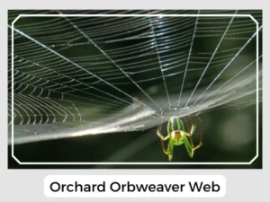Orchard Orbweaver Web