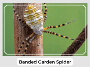 Picture of Banded Garden Spider