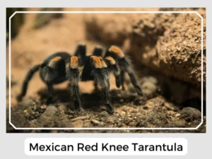 Picture of Mexican Red Knee Tarantula